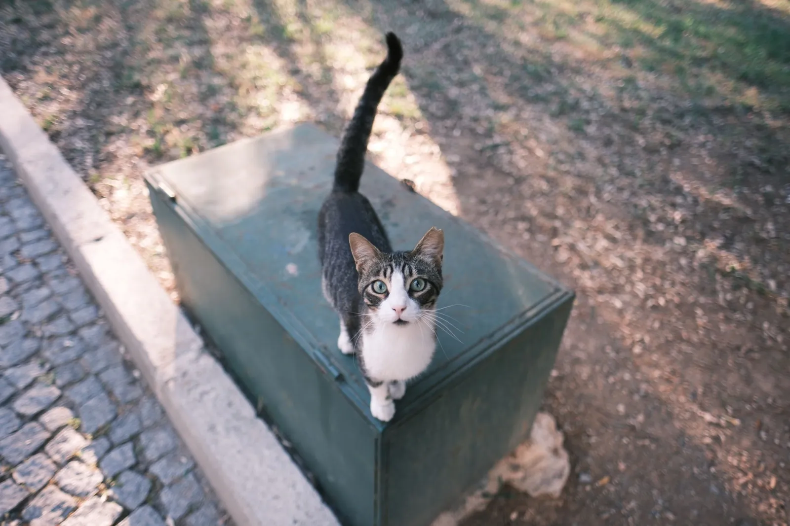 arenero para gatos