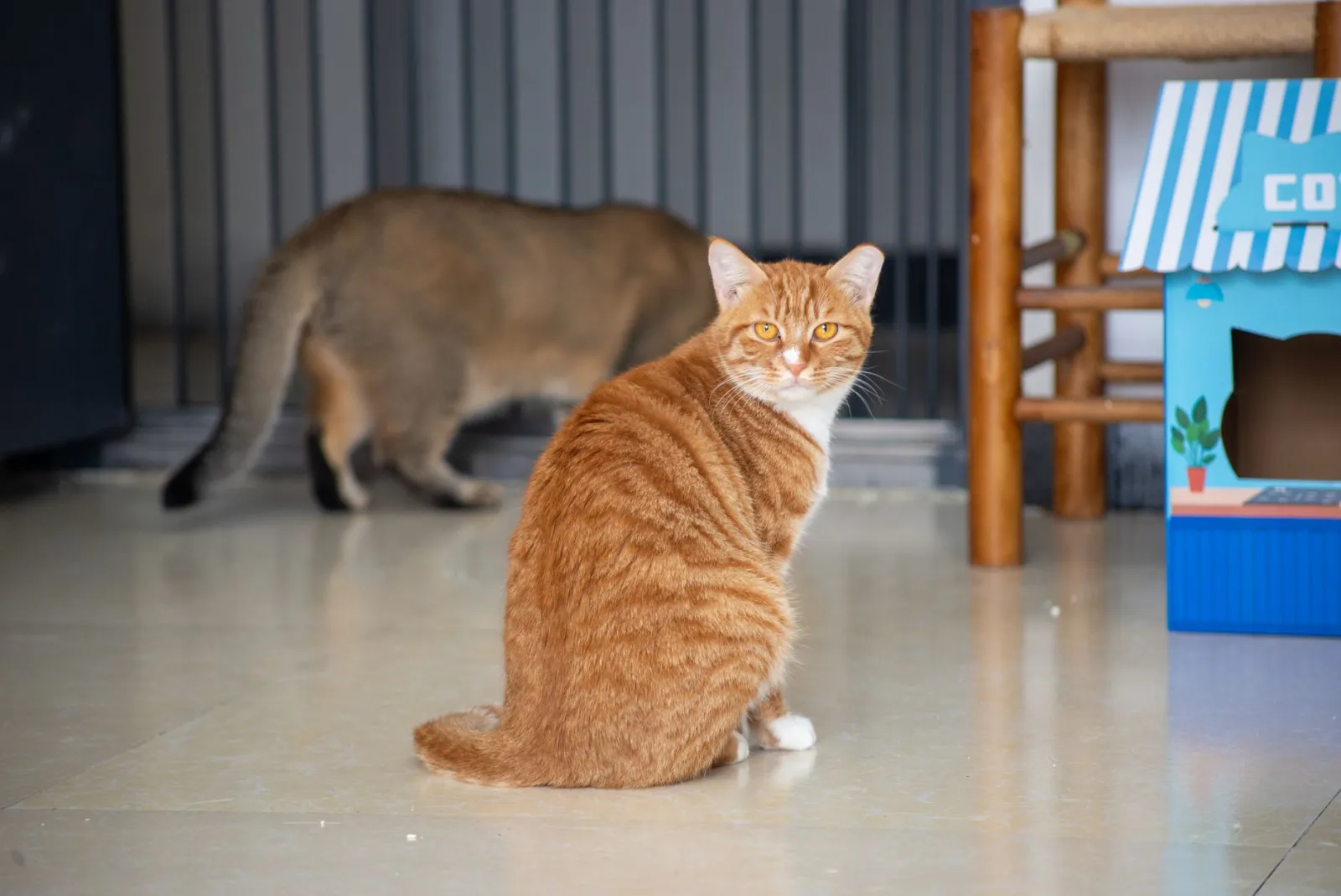 arena para gatos