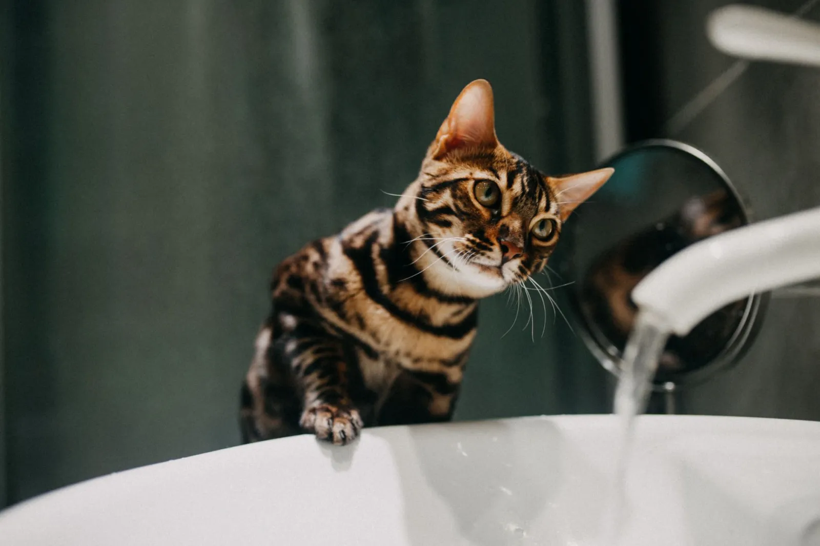 gato bebiendo de una fuente