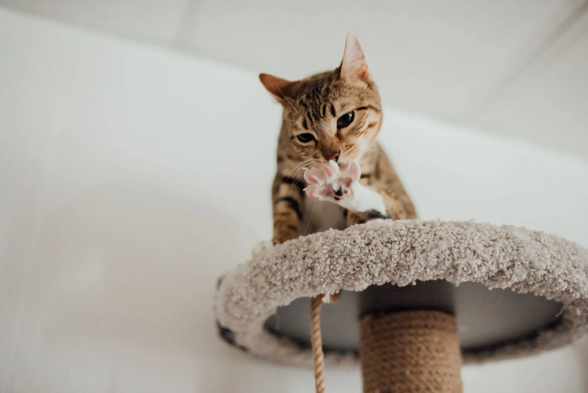 rascador para gatos