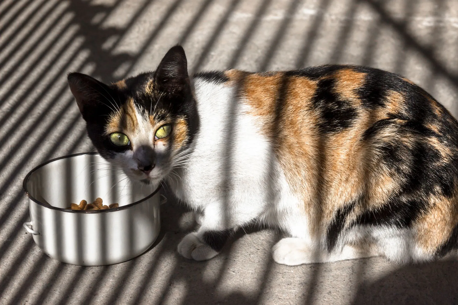 gato comiendo de un cuenco