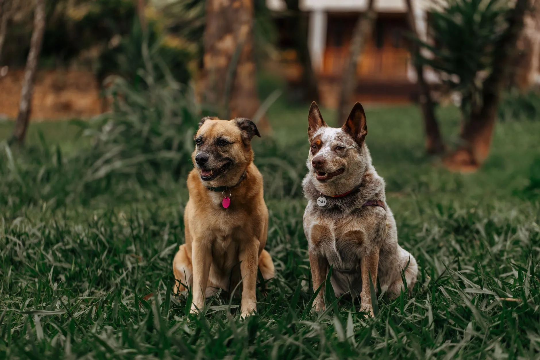 dos perros juntos