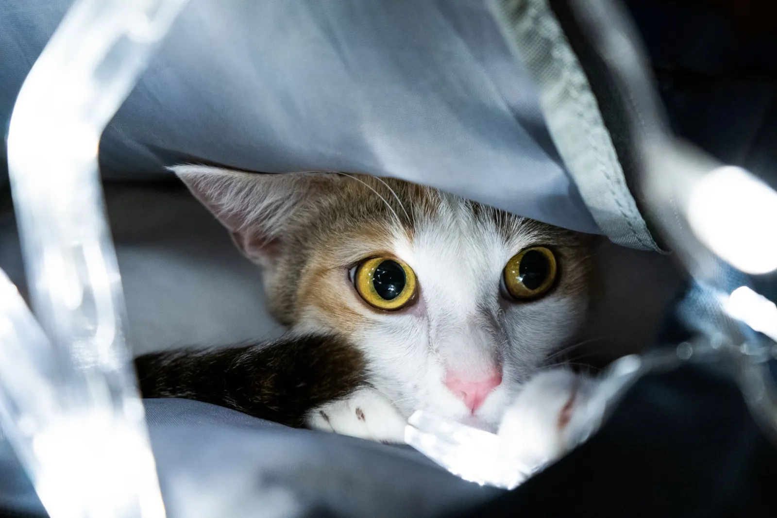 bolsa transportadora para gatos