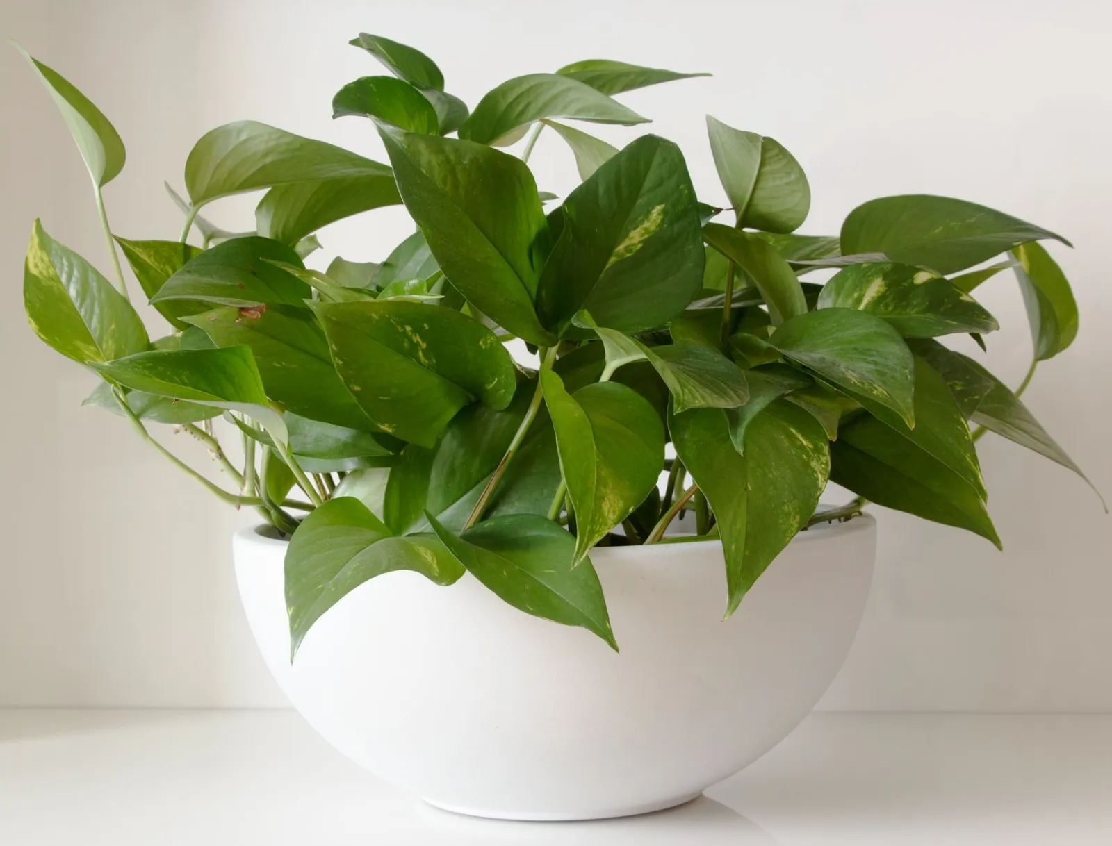¿Qué plantas de interior son fáciles de cuidar?