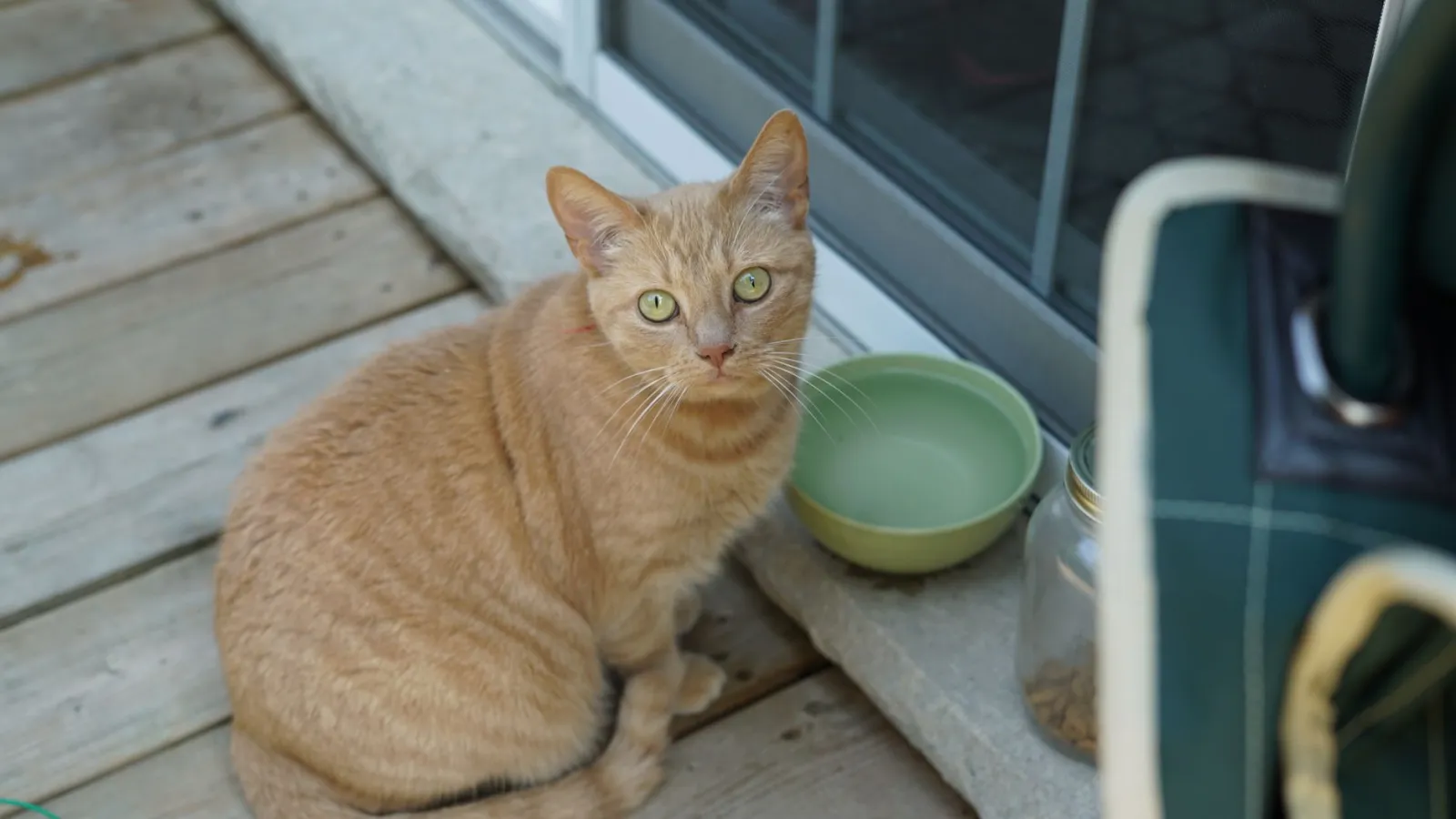 lavado del plato de comida para gatos