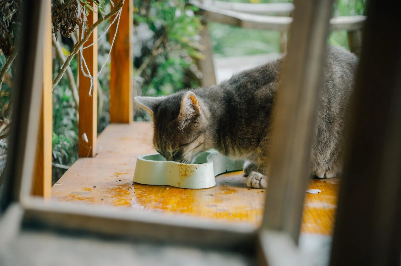 Cuencos de comida para gatos
