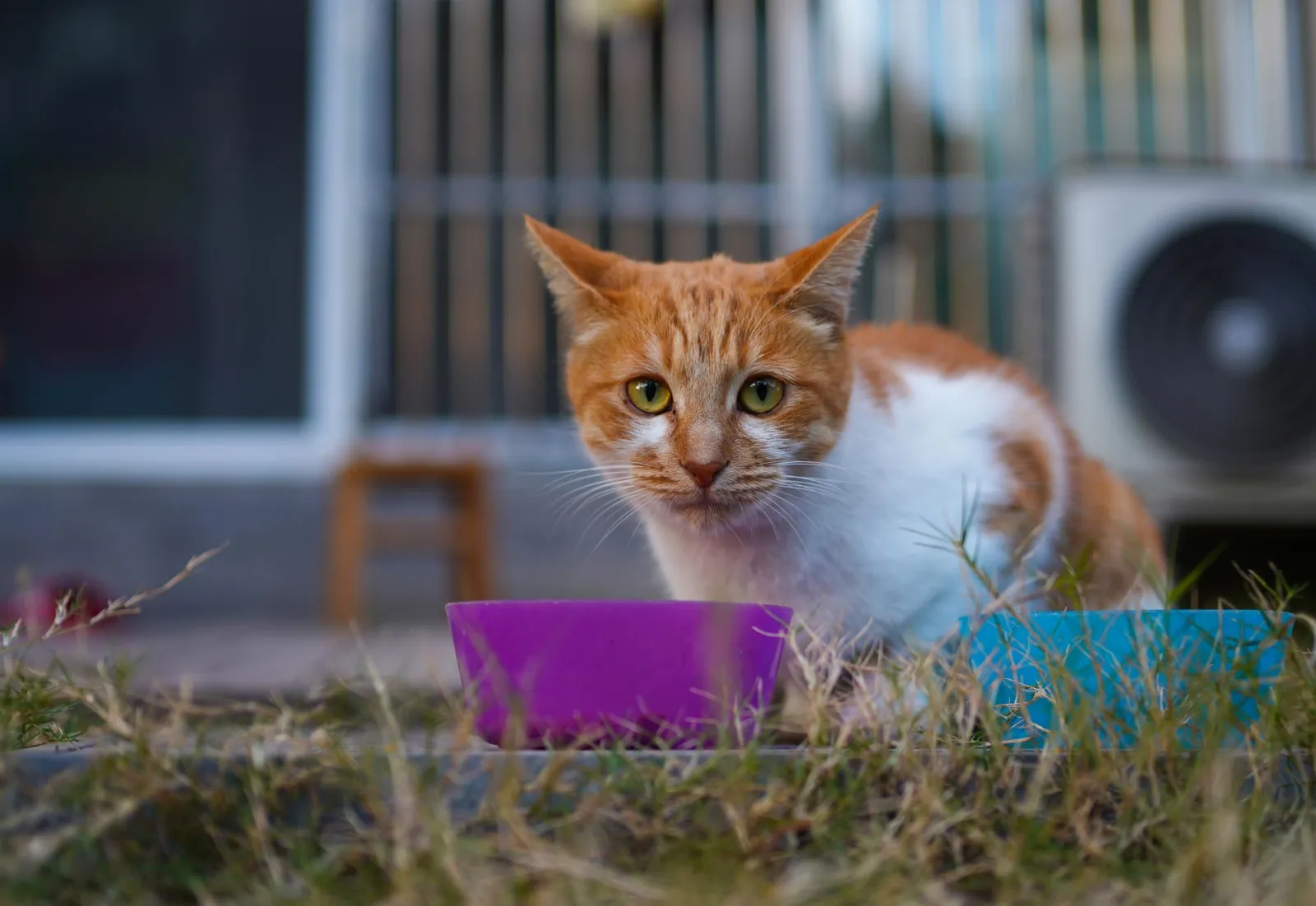 comedero de viaje para gato