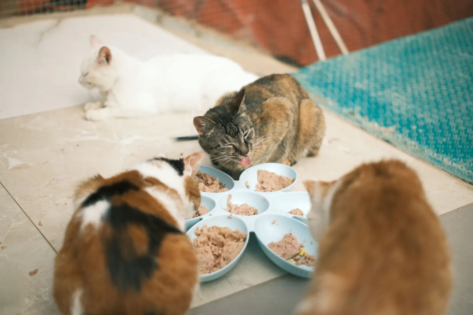 gato grande comiendo de un cuenco