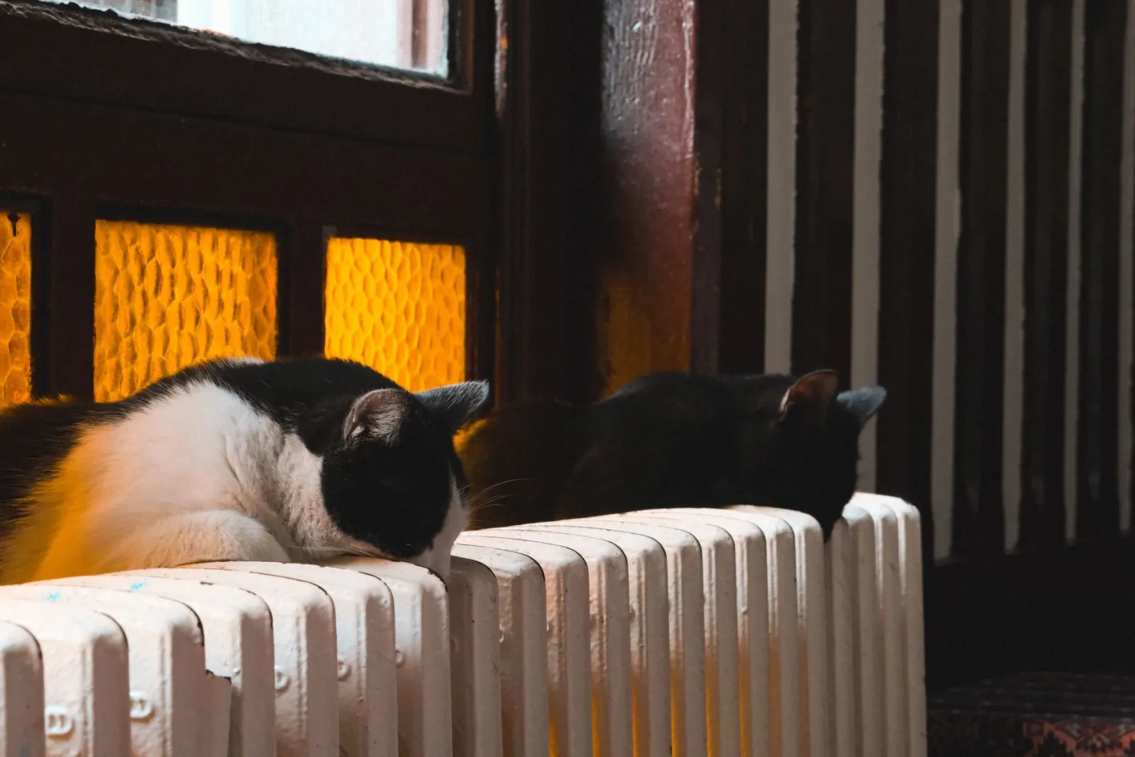gato hamaca radiador
