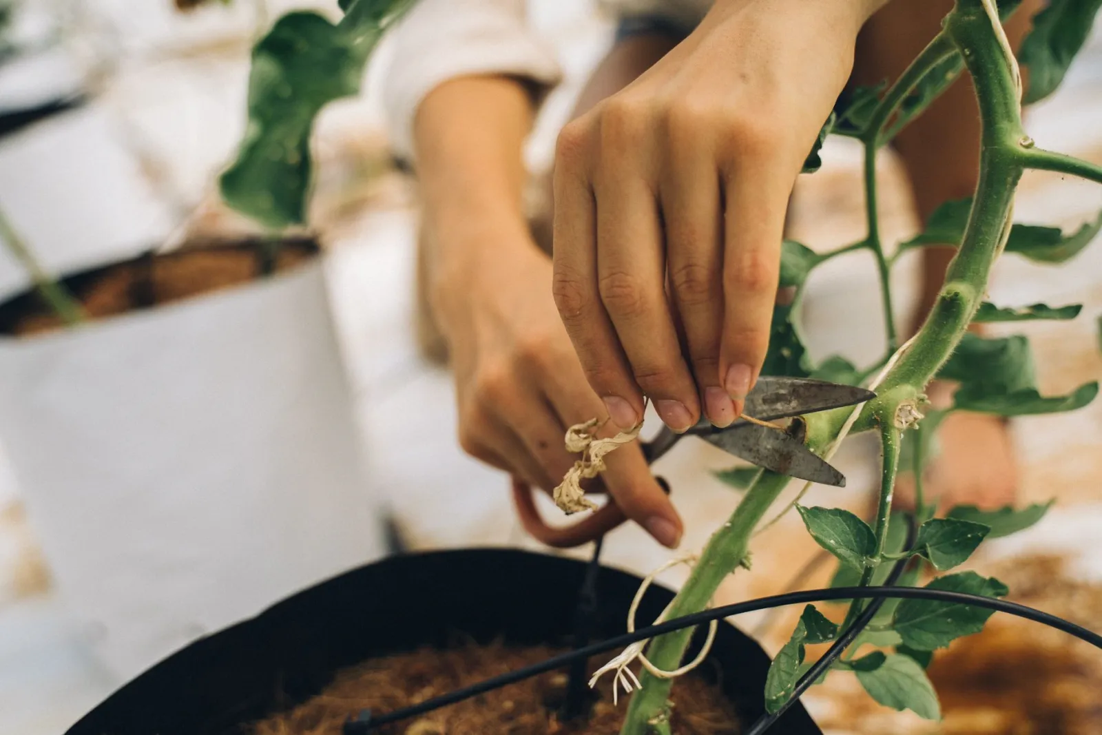 manos sosteniendo esquejes de plantas