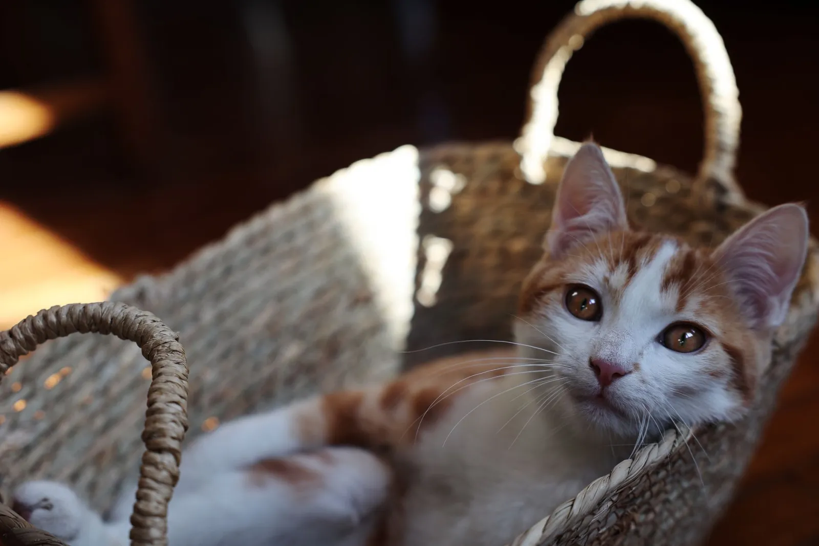 cesta de mimbre para gatos