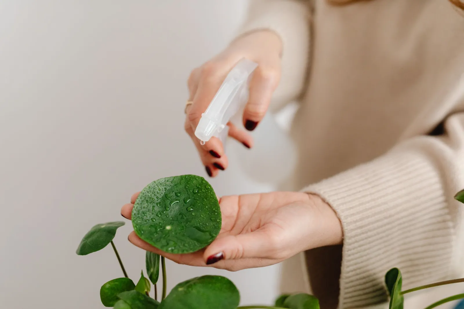 manos regando una planta