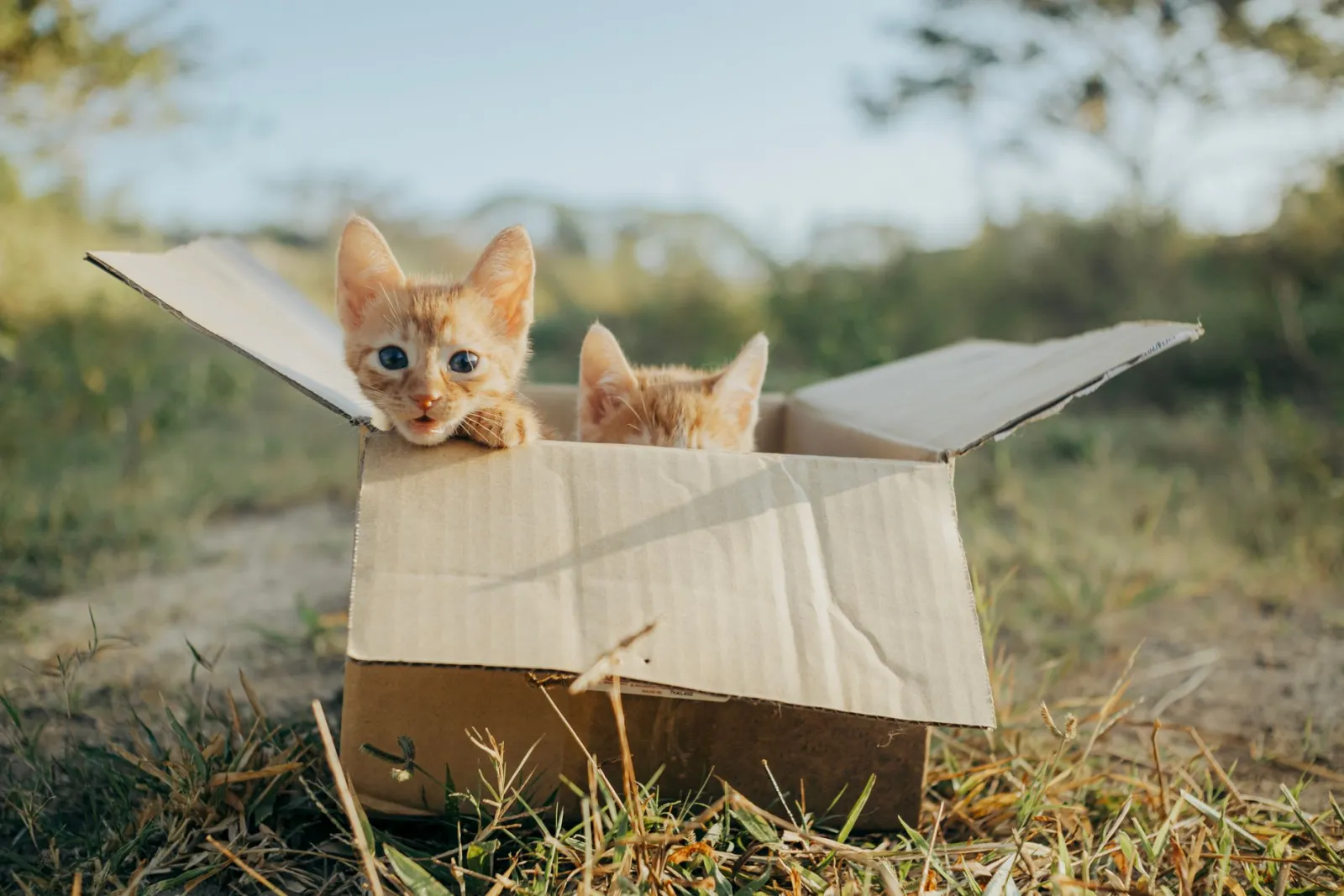 arenero para gatos