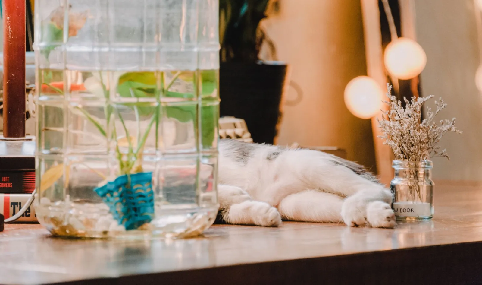 gato bebiendo de una fuente