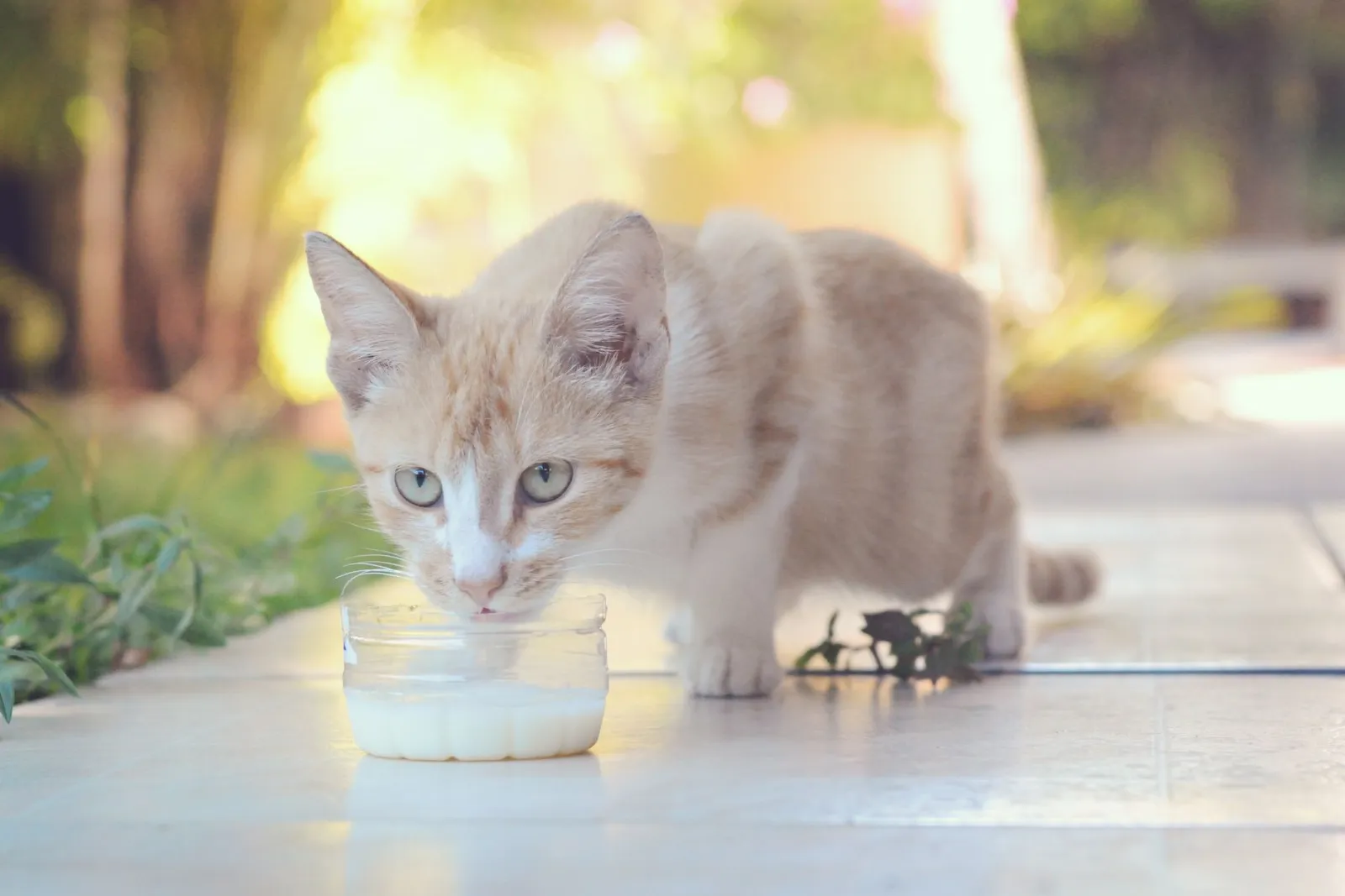fuente de agua para gatos