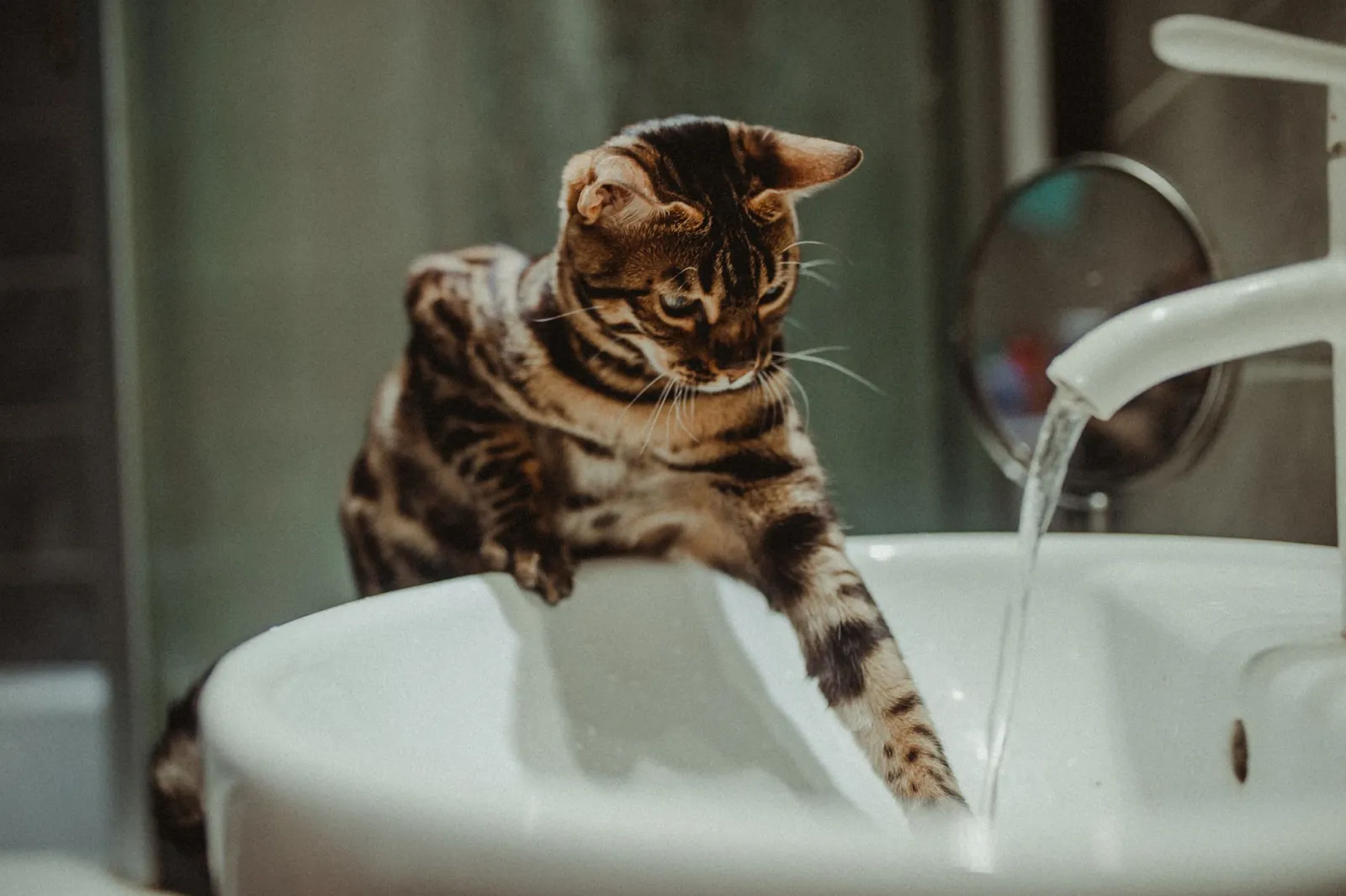 fuente de agua para gatos
