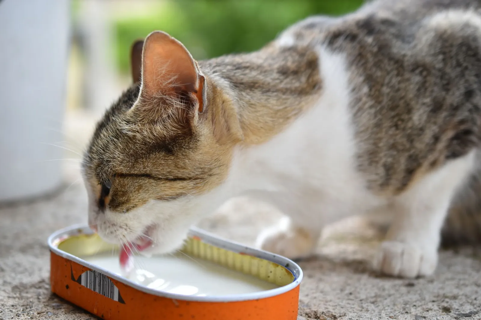 fuente de agua para gatos