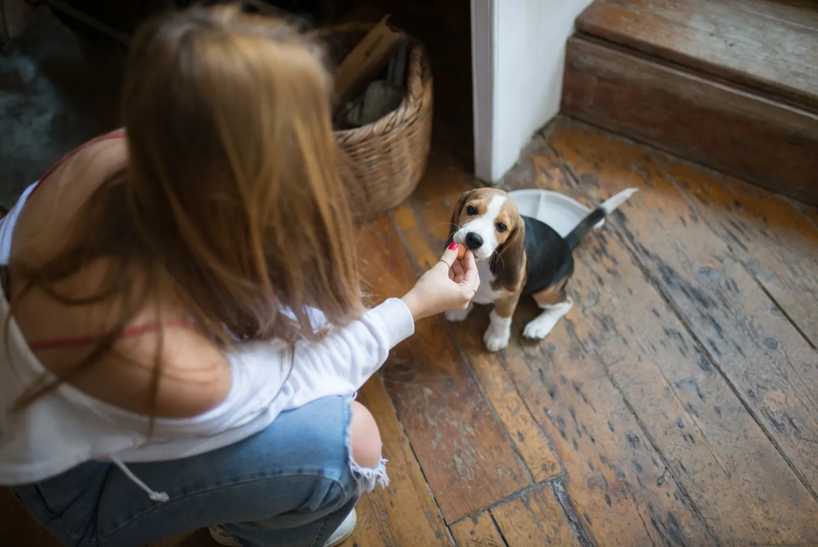 comedero para perro