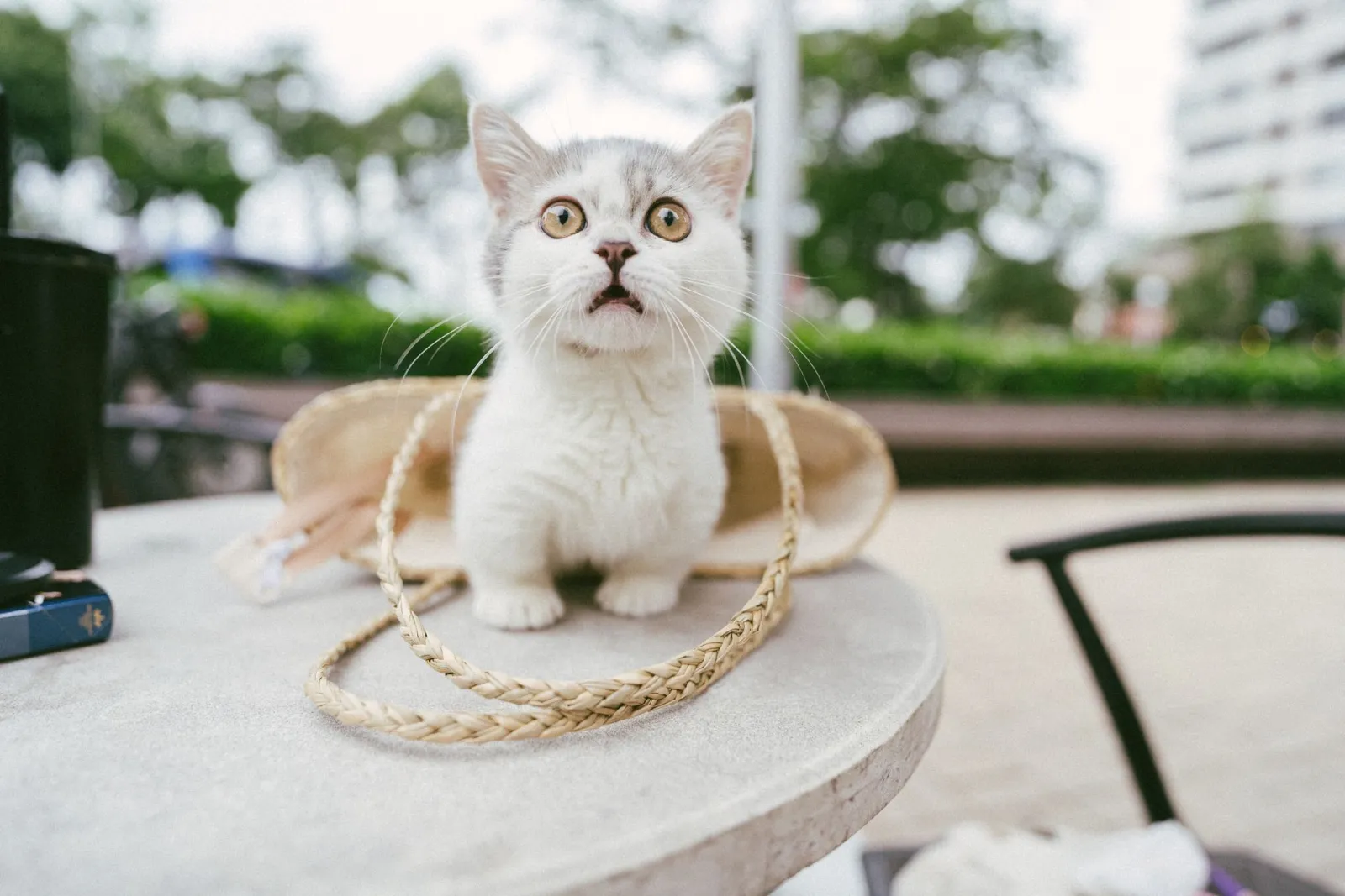 Jaula rígida o bolsa blanda para gatos: cuál elegir