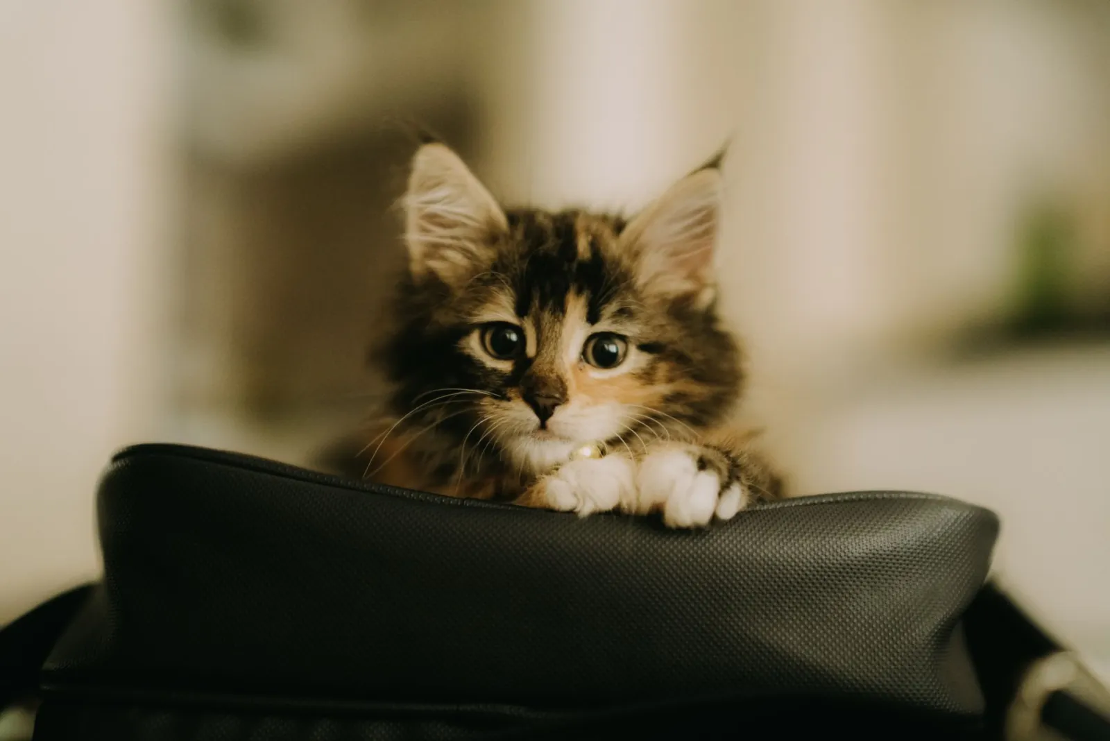 transportín para gatos