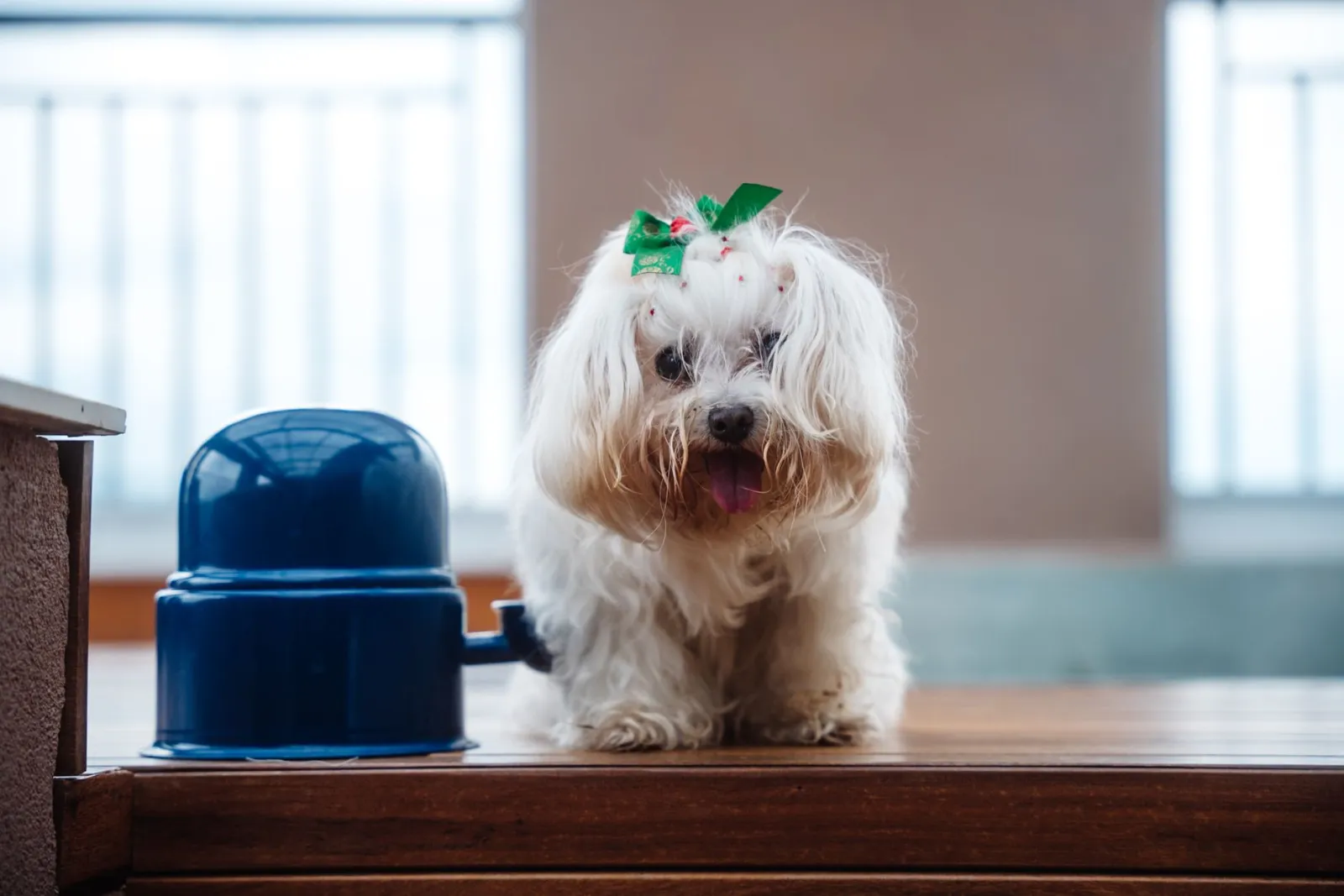 comedero lento para perros