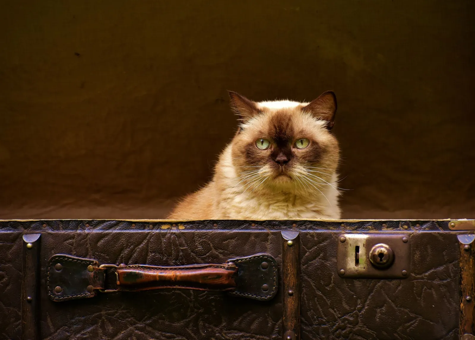 transportín para gatos