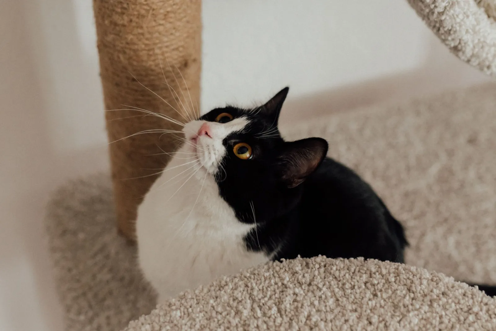 rascador para gatos