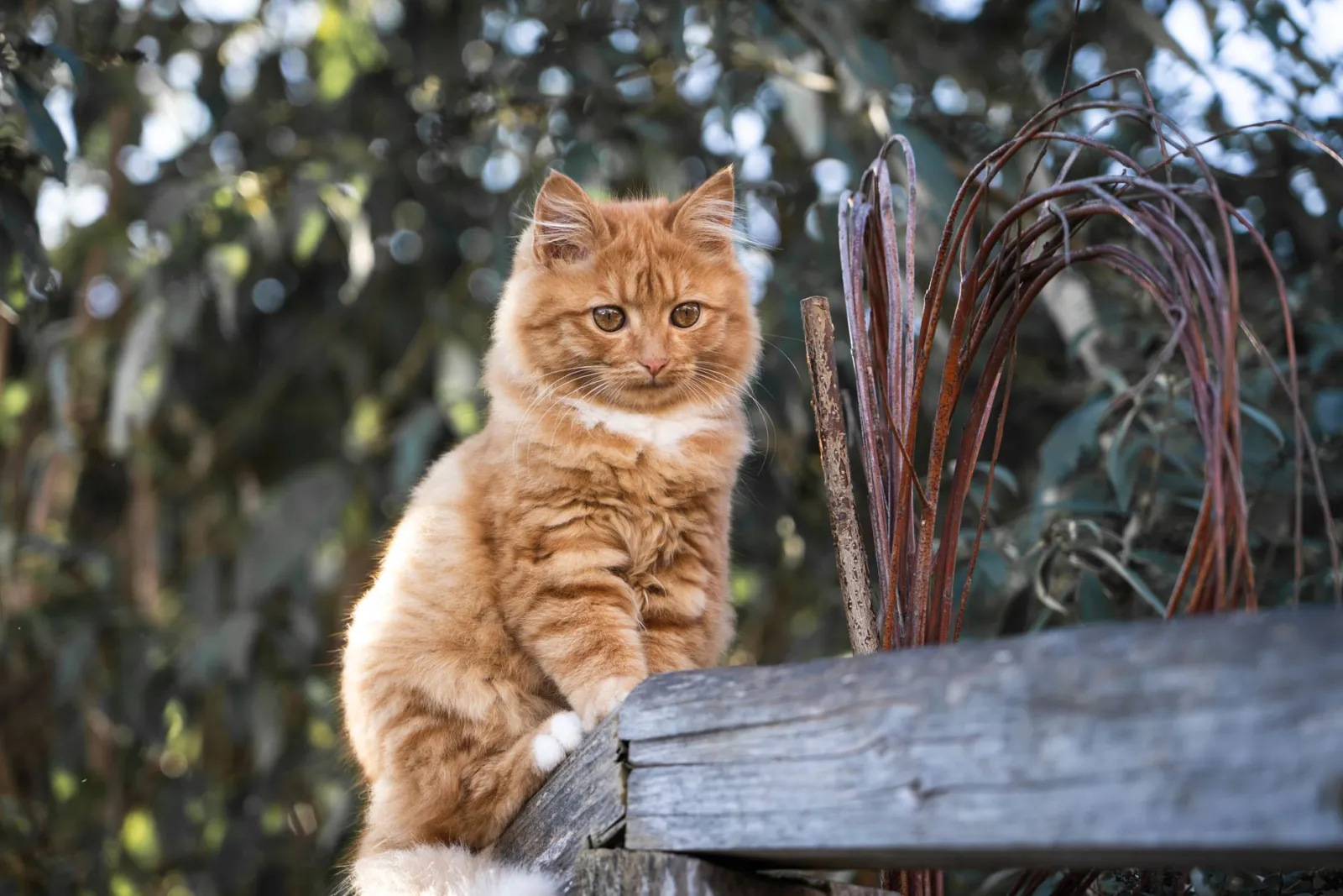 rascador para gatos