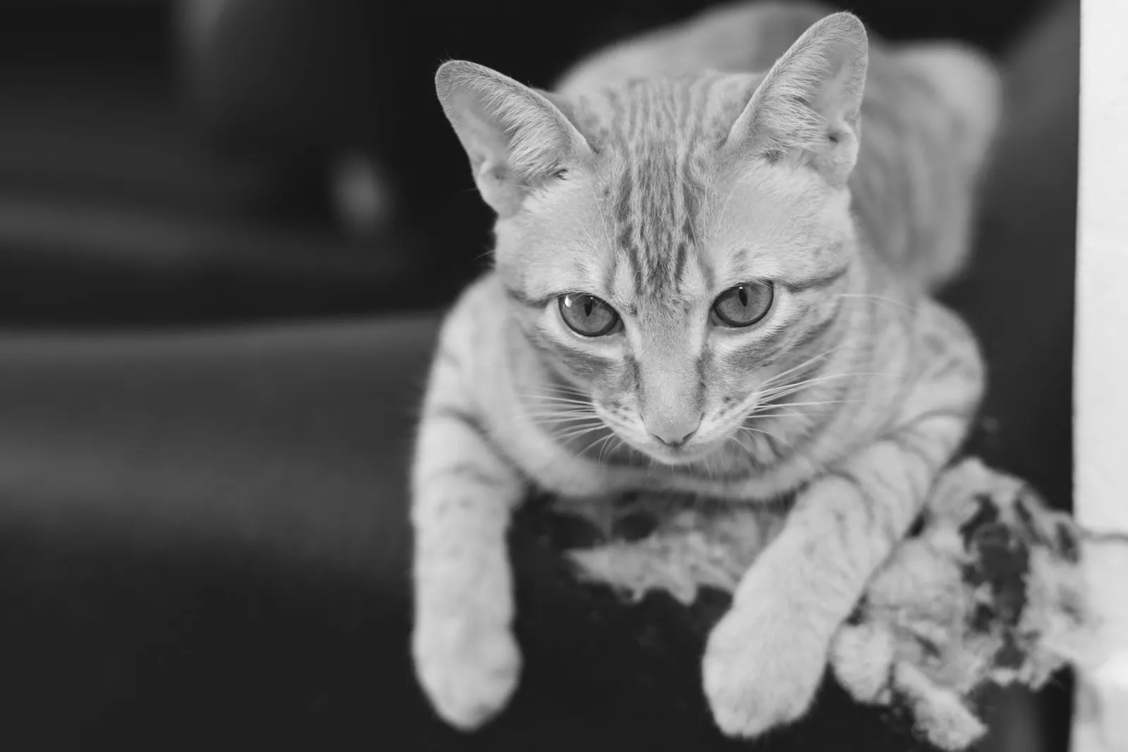 gato arañando el sofá