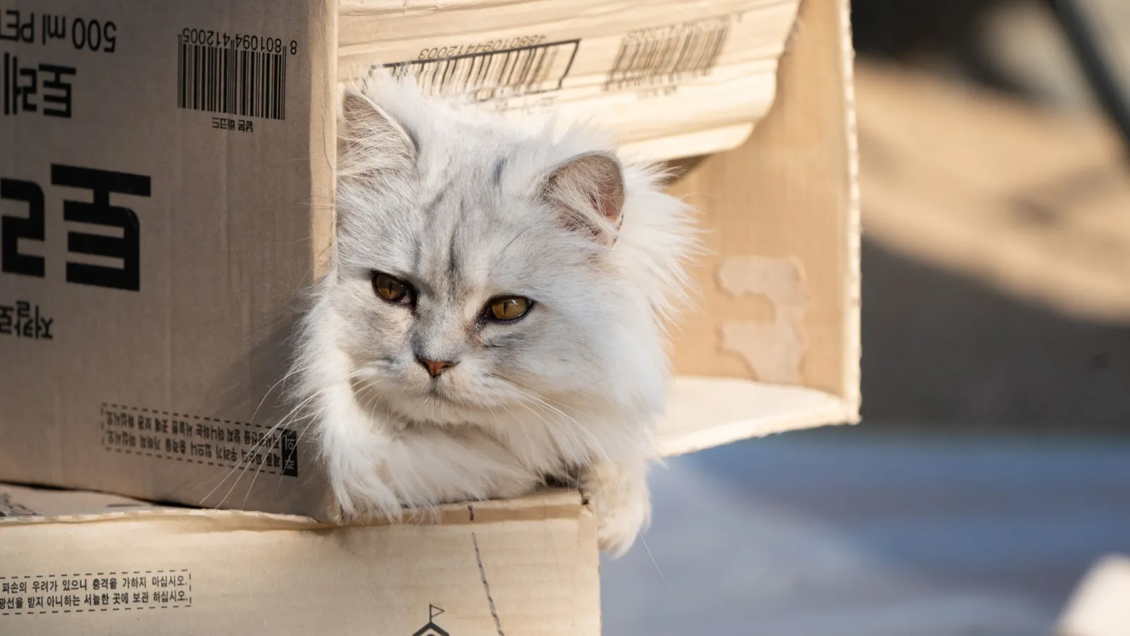 gato arañando cartón