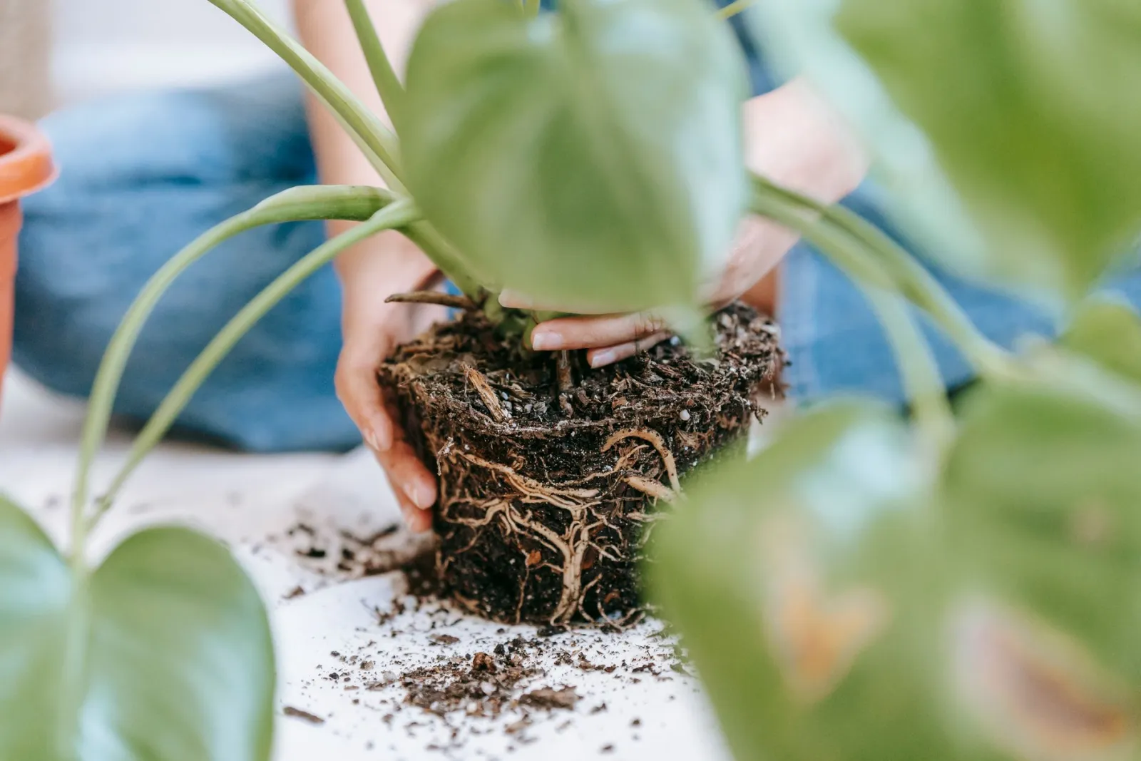 trasplante de planta de interior