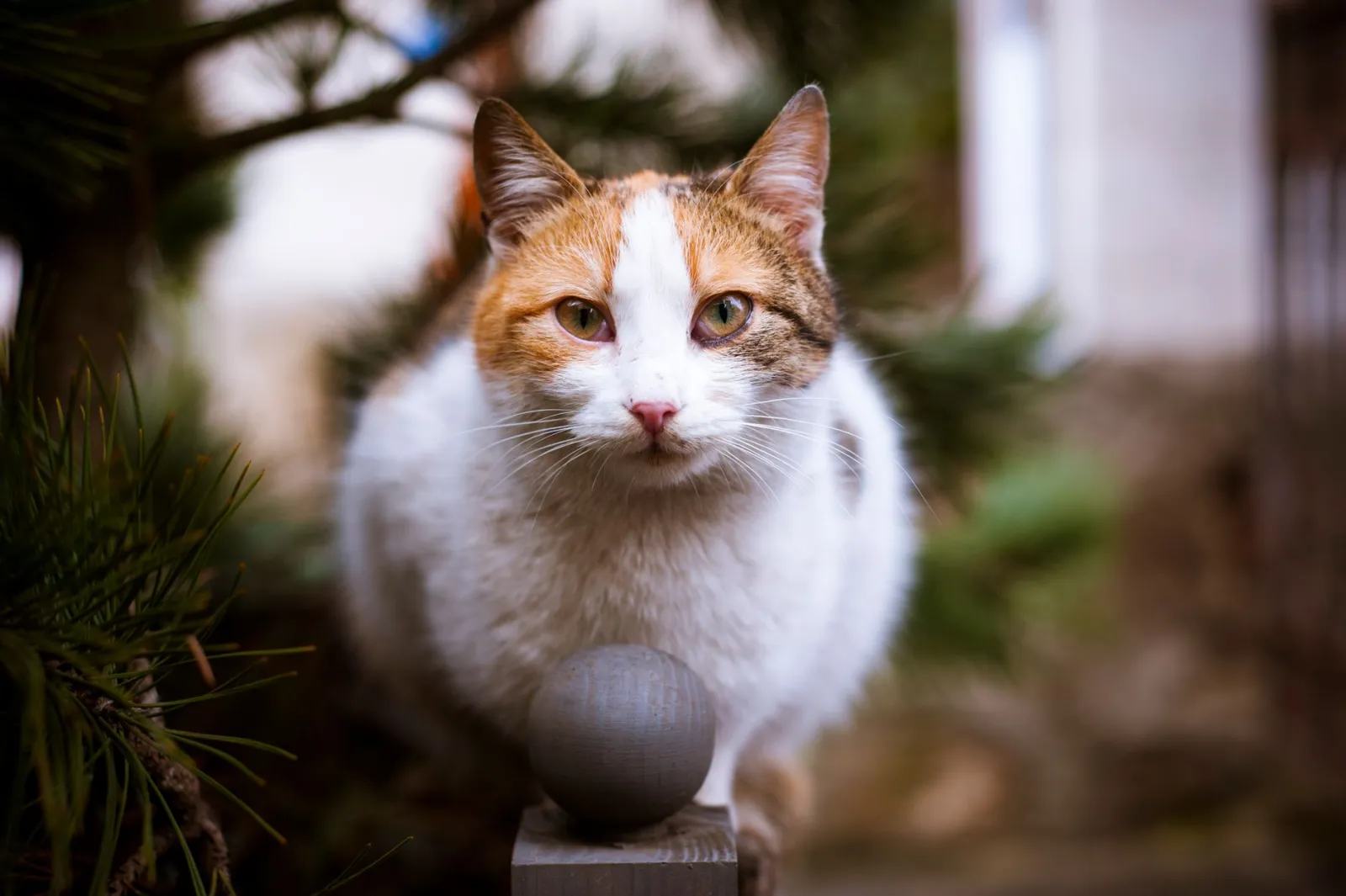 rascador para gatos