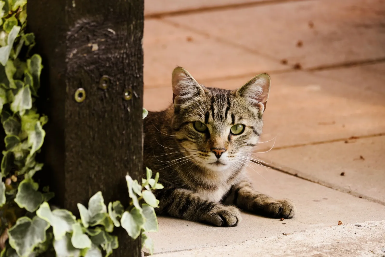 Rascador para gato: tabla o torre según tu espacio