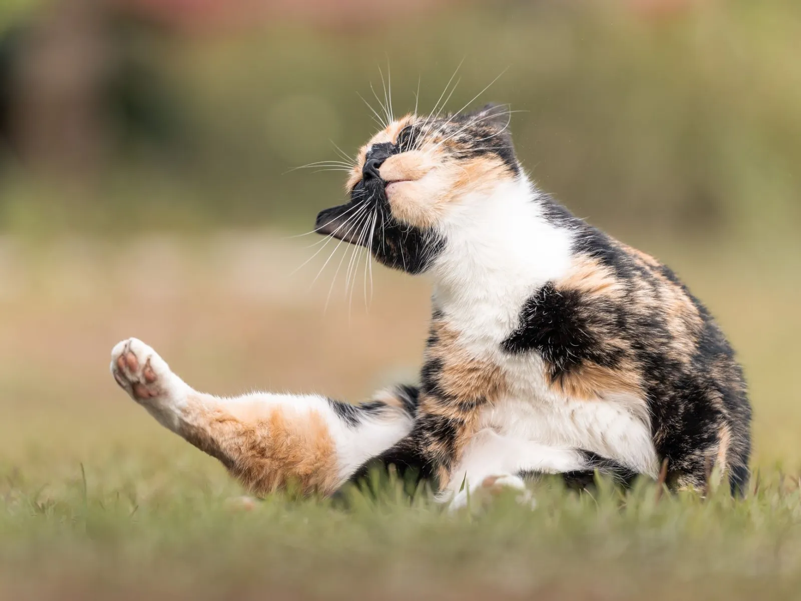 ¿Qué árbol para gatos es mejor?