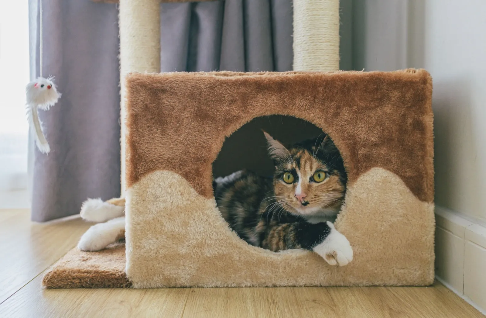 árbol para gatos de apartamento