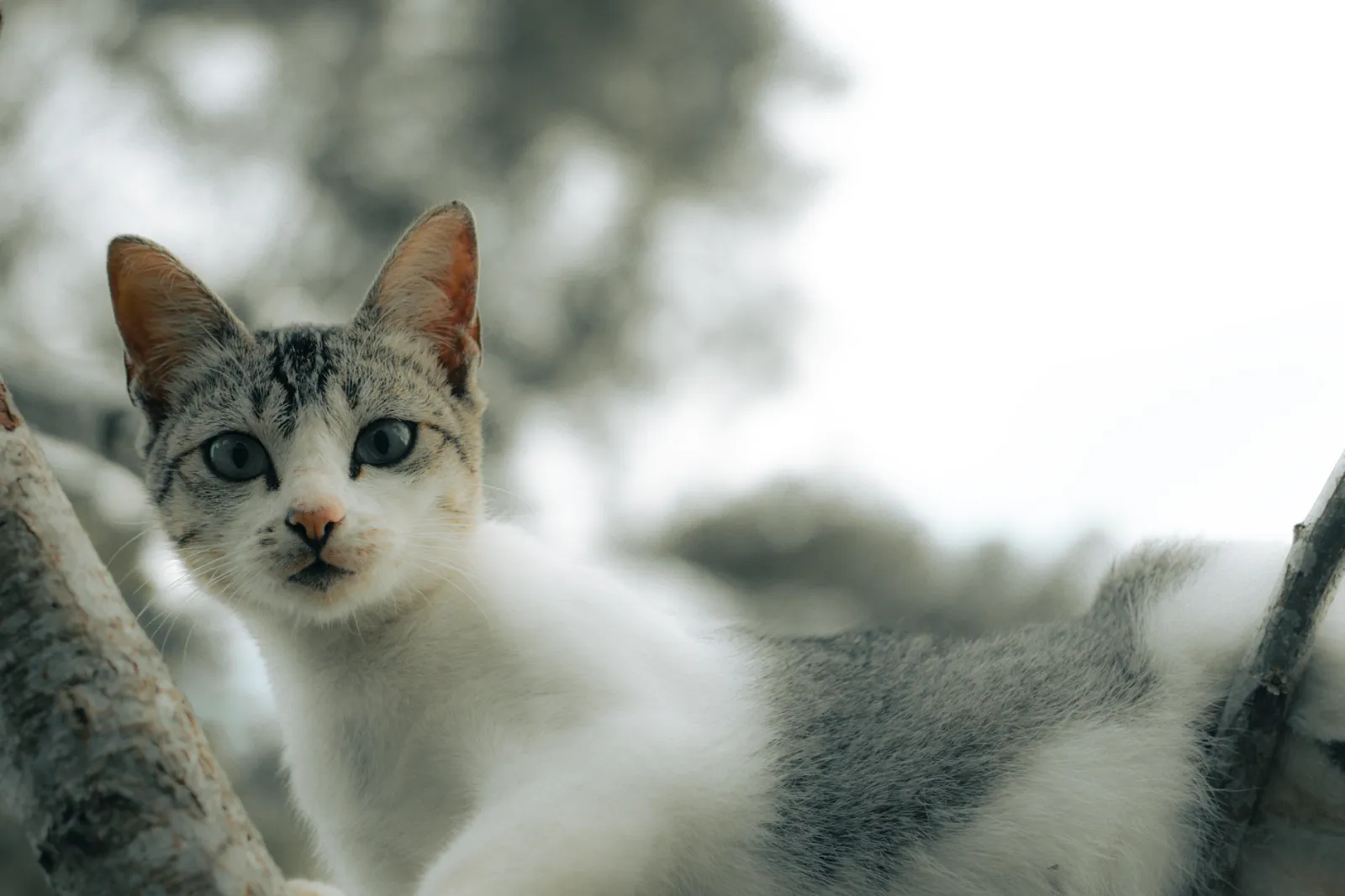 limpieza del árbol para gatos