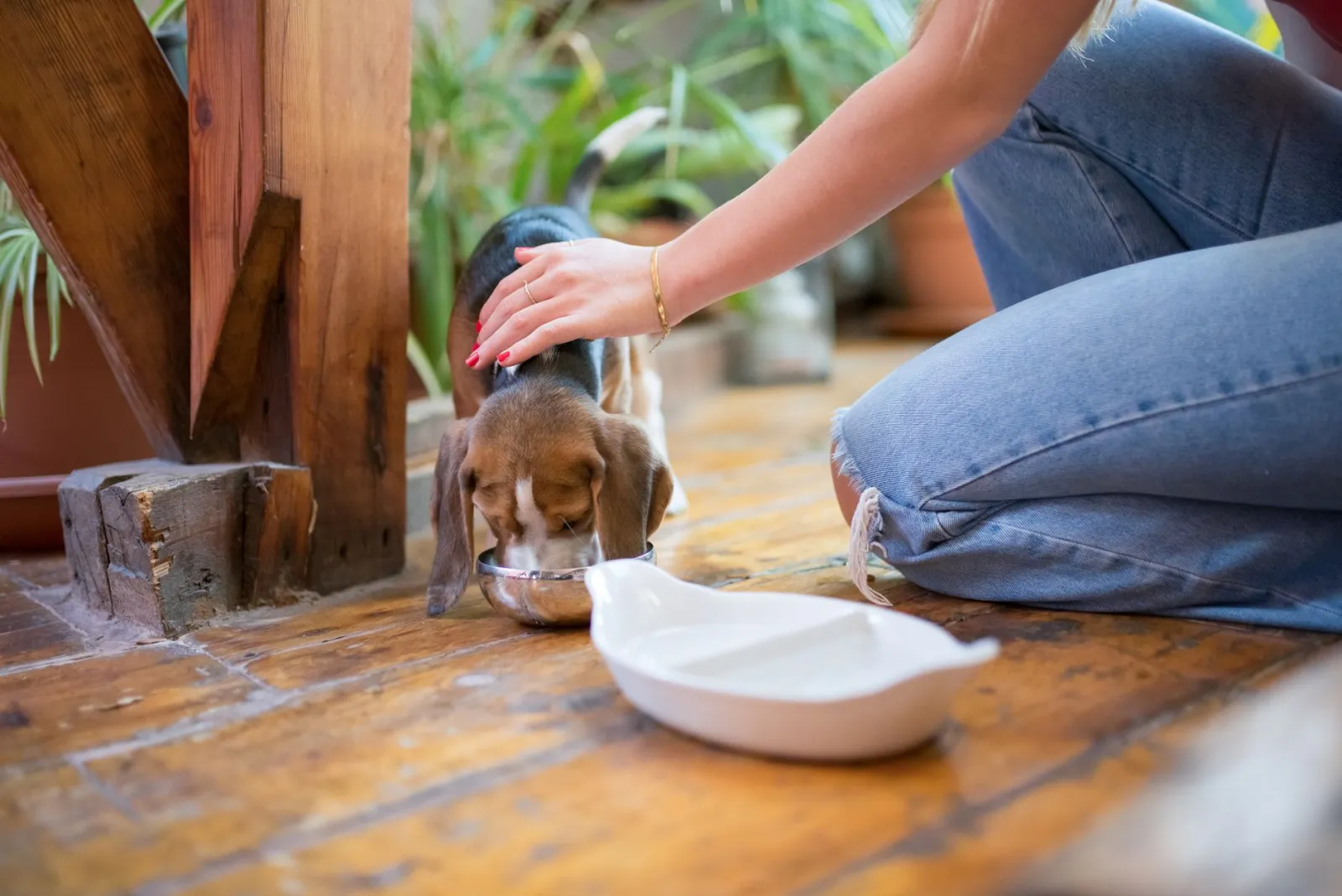 perro comiendo de un cuenco