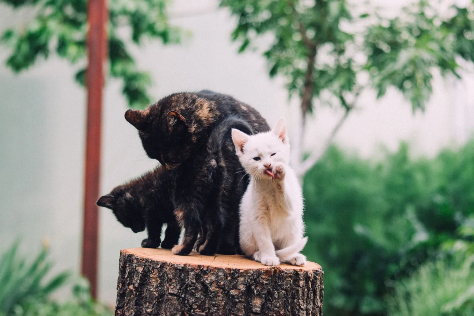 gatito en árbol para gatos