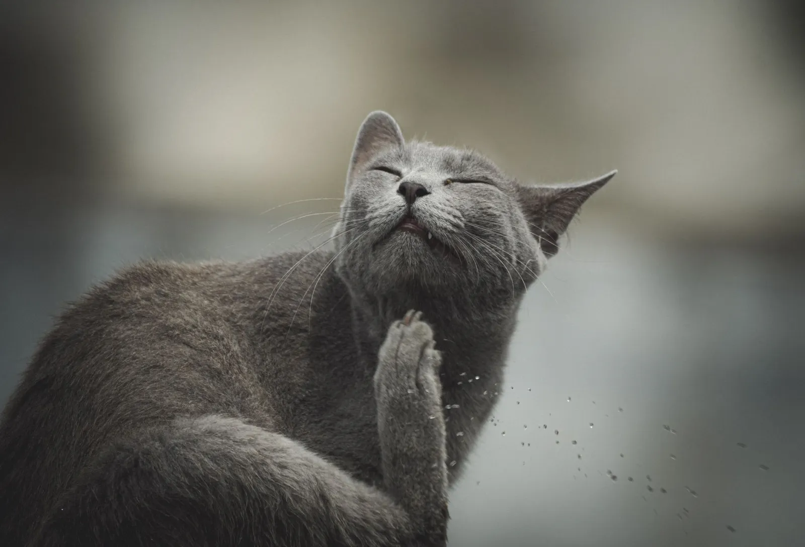 ¿Qué árbol rascador es mejor para mi gato?