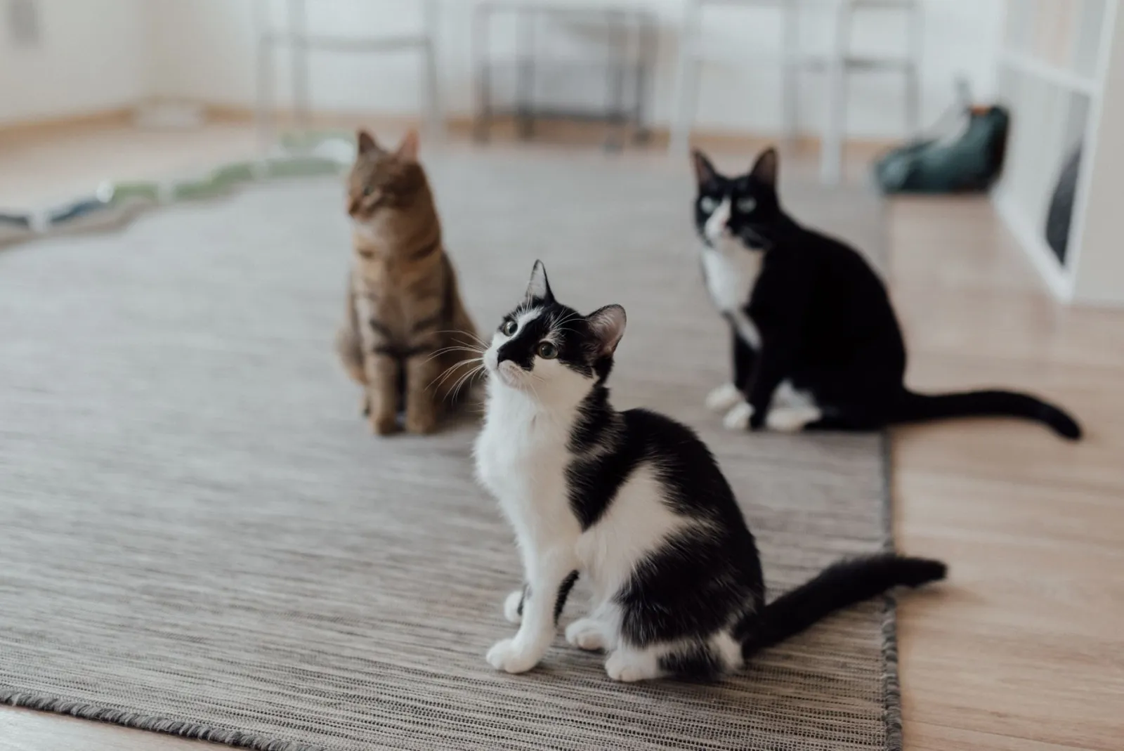 ¿Qué árbol para gatos es mejor para mi casa?