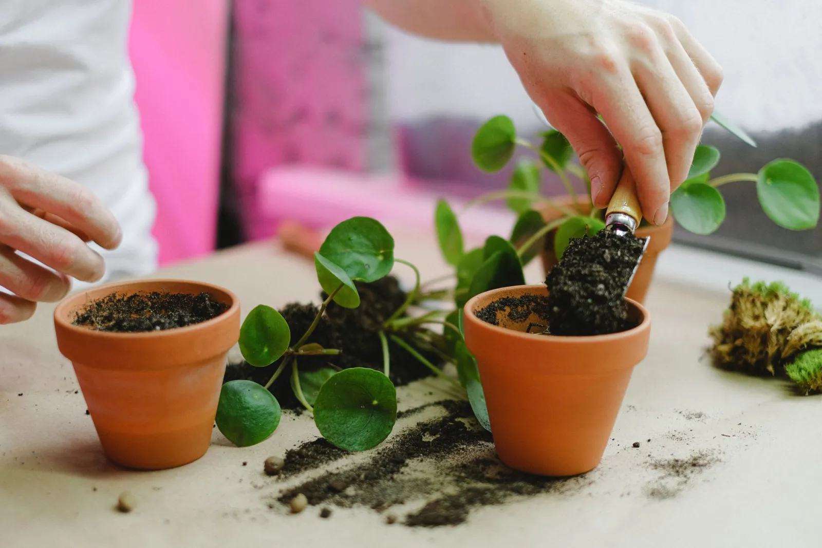 ¿Cuándo y cómo trasplantar plantas de interior?