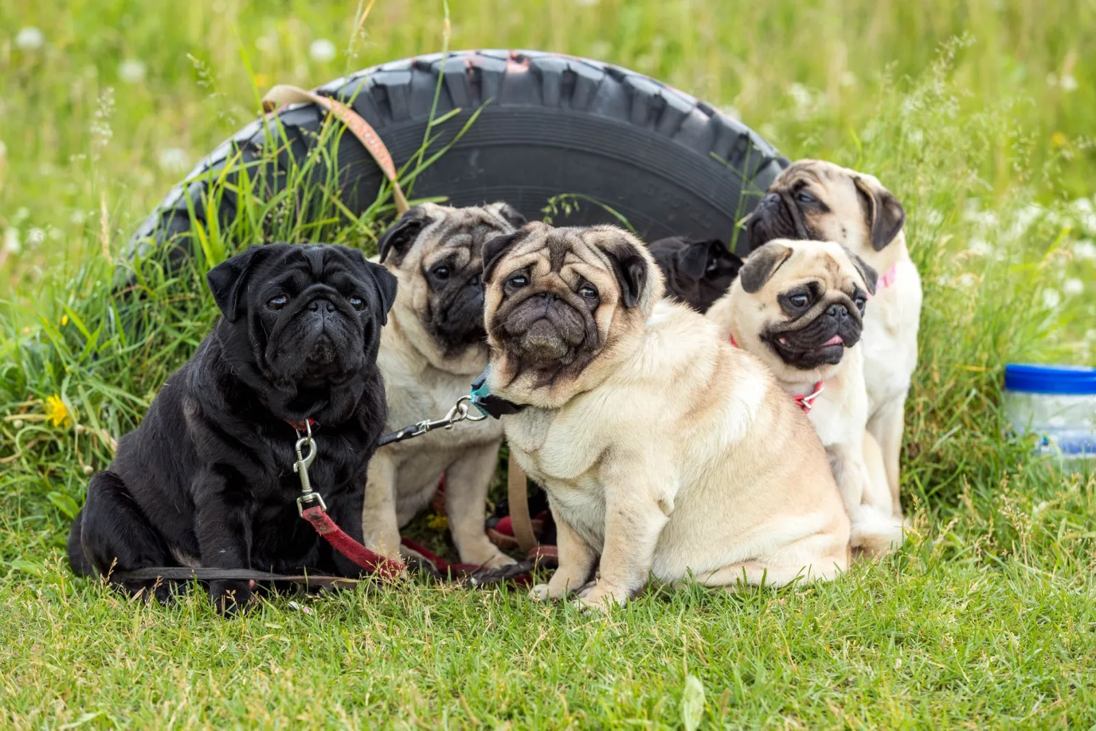 retrato de perro pug