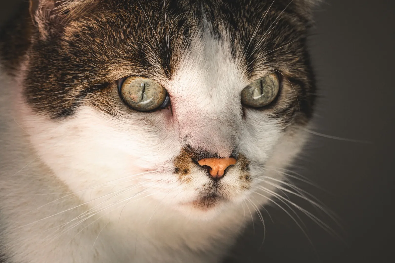retrato de gato en primer plano