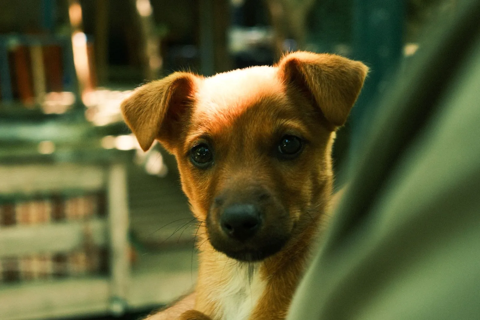 retrato de cachorro lindo