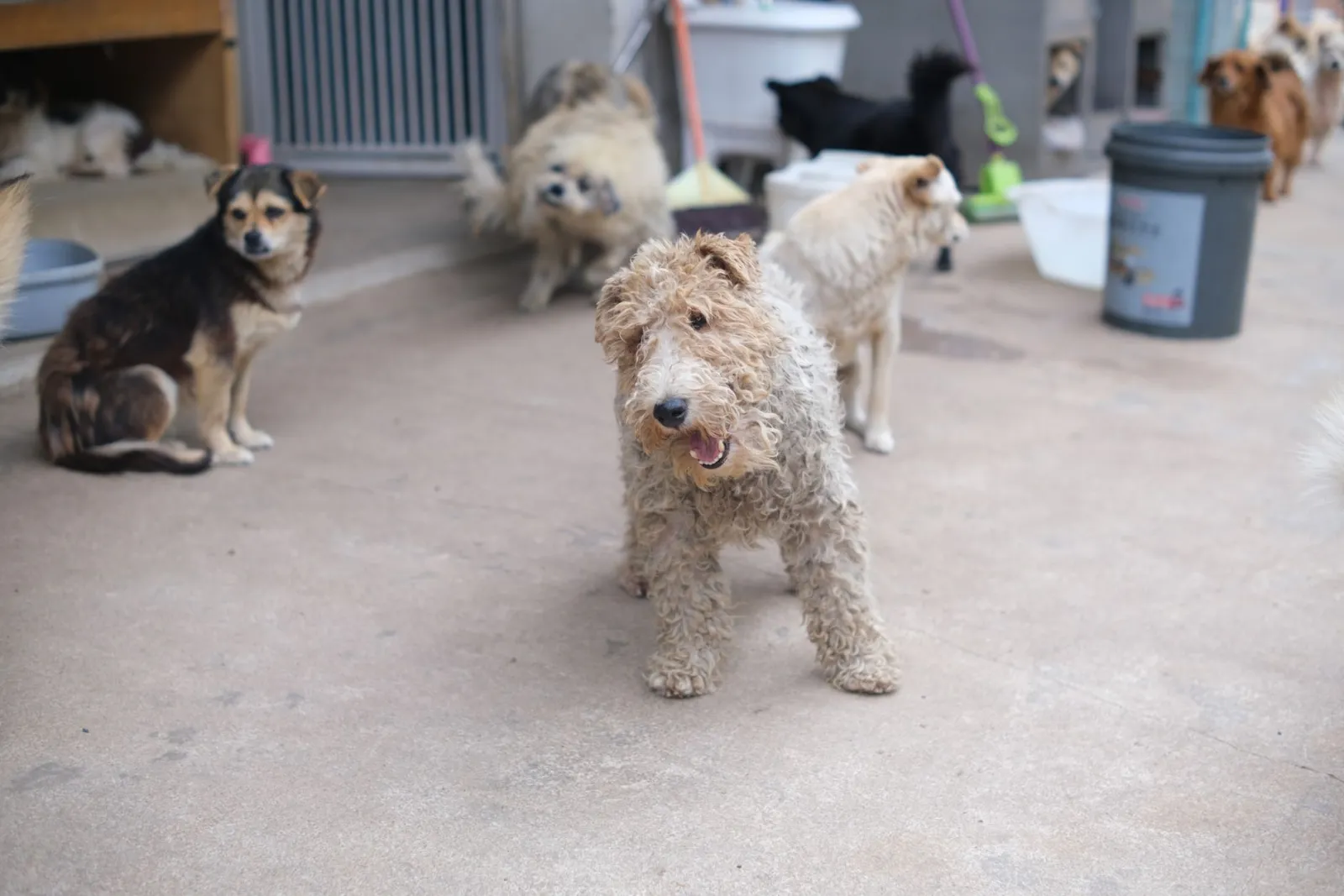Las 20 razas de perro más populares y sus características