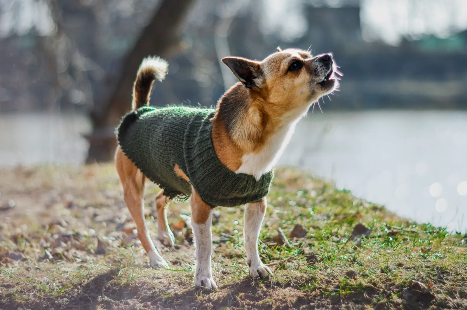 perro con ropa